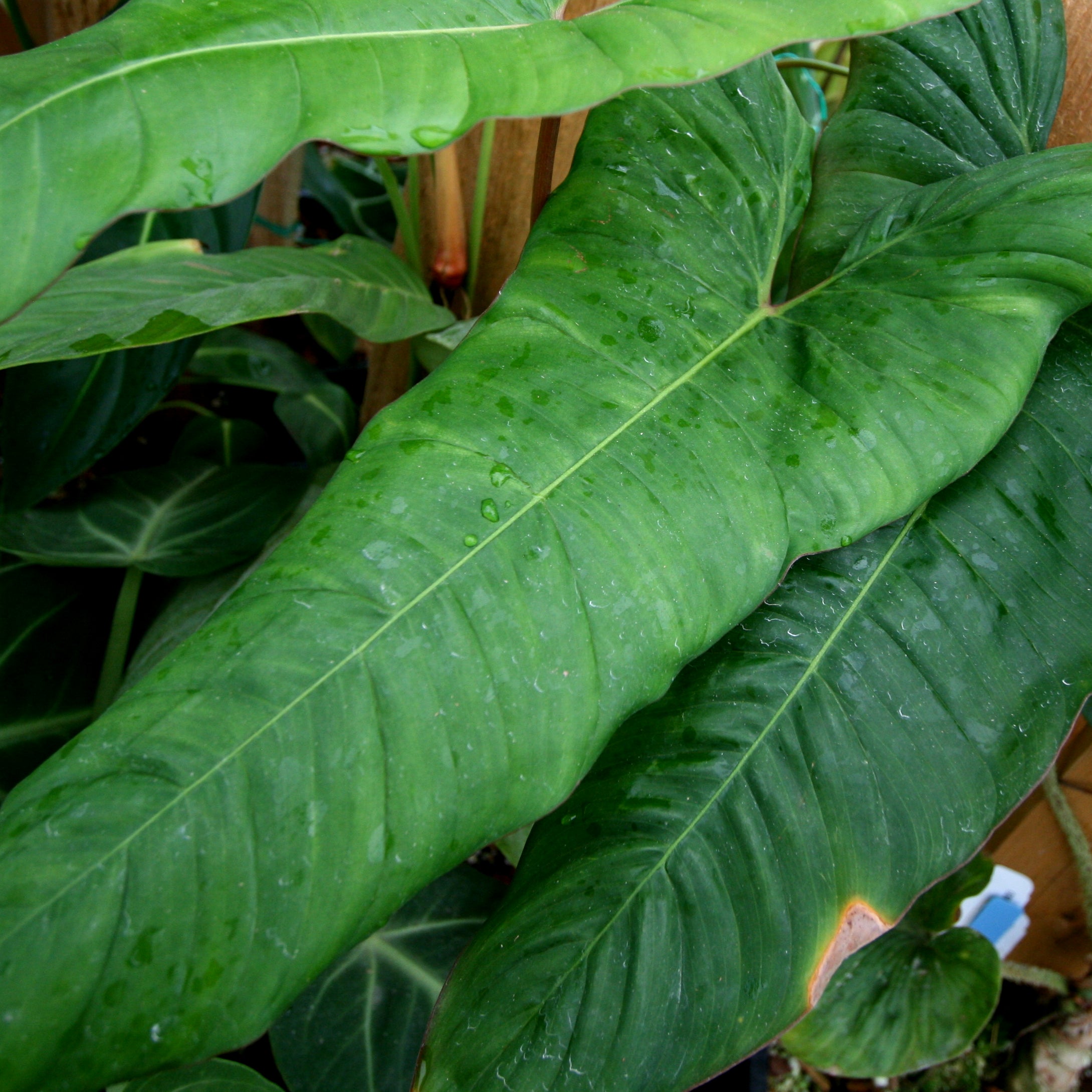 philodendron deflexum care Philodendron billietiae aff