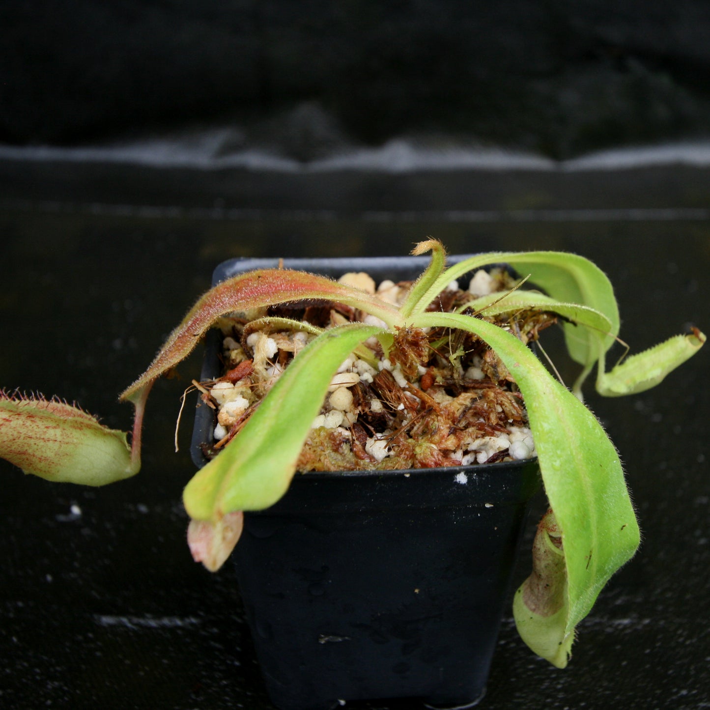 Nepenthes veitchii
