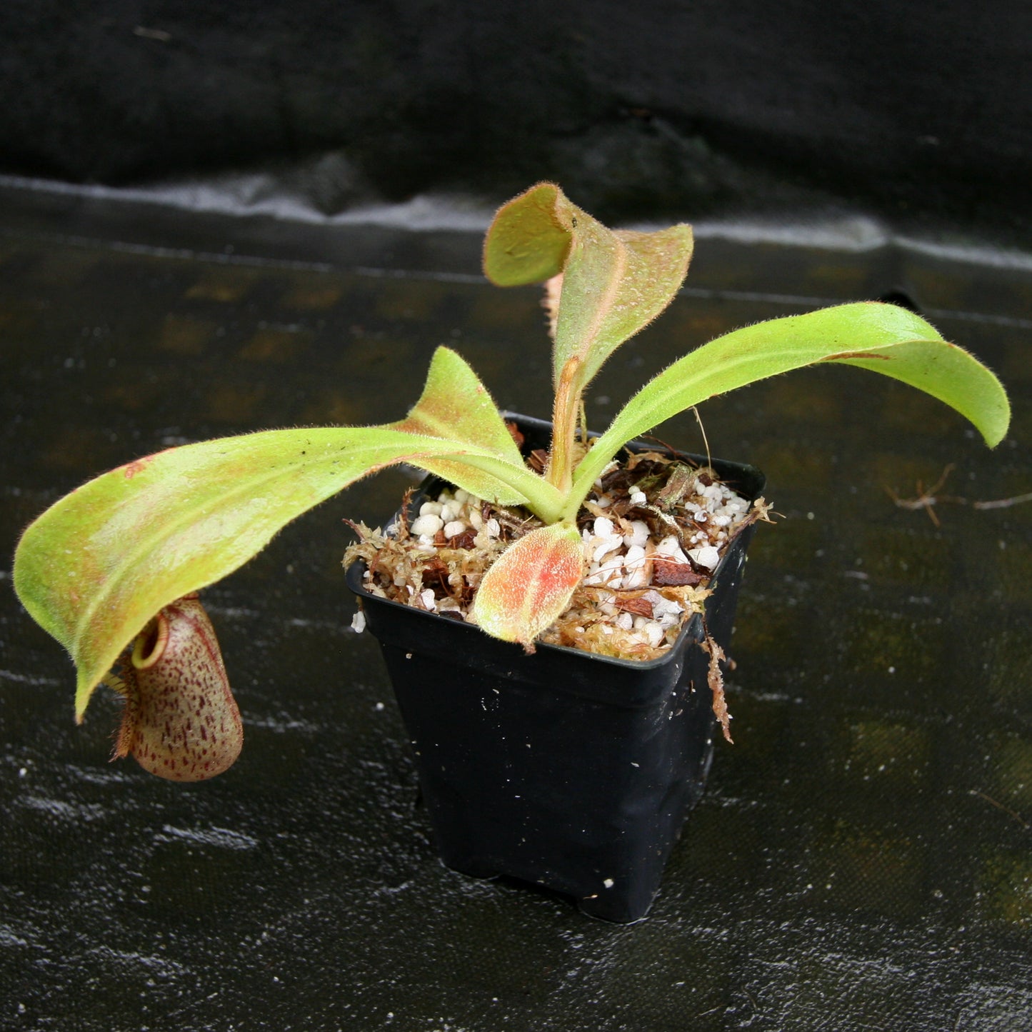 Nepenthes veitchii