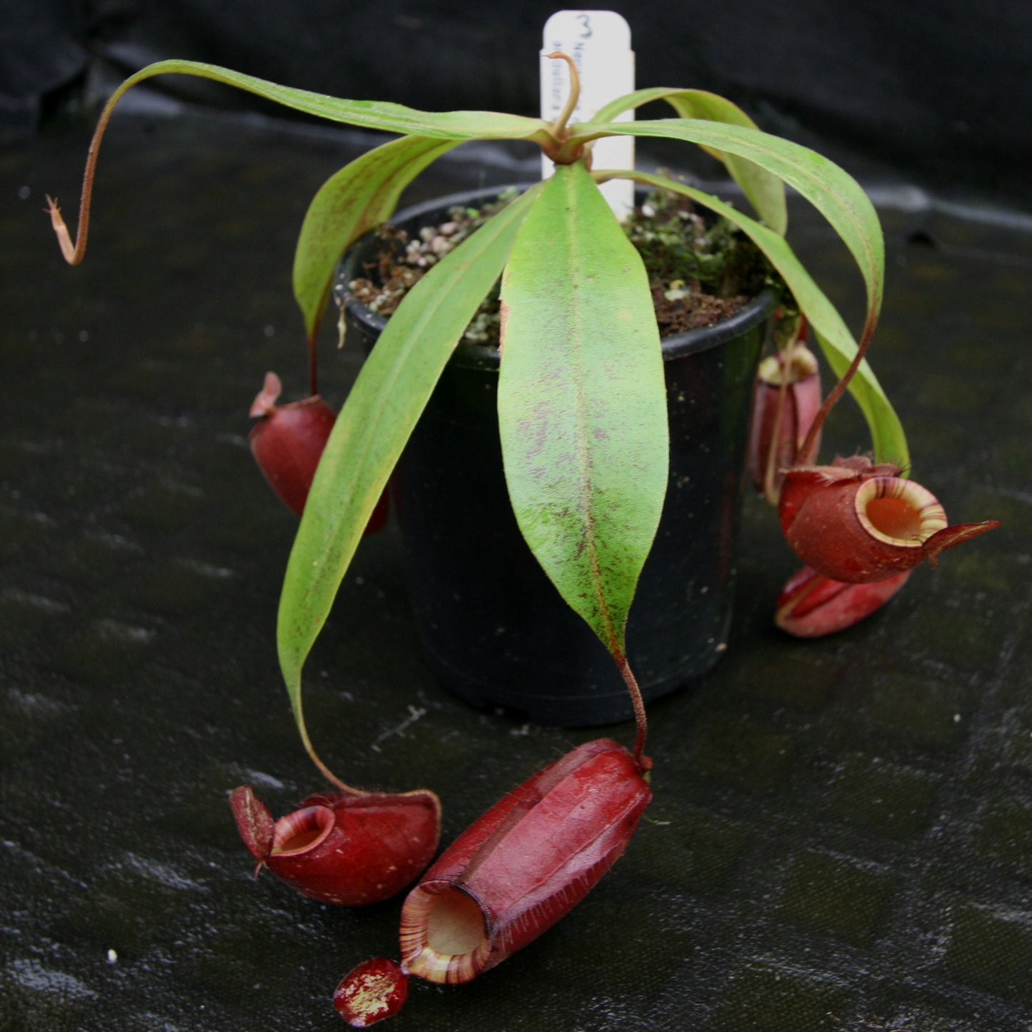 Nepenthes rafflesiana x ampullaria 'Black Miracle'