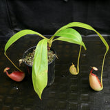Nepenthes robcantleyi x tenuis, BE-3982, pitcher plant, carnivorous plant, collectors plant, large pitchers, rare plants