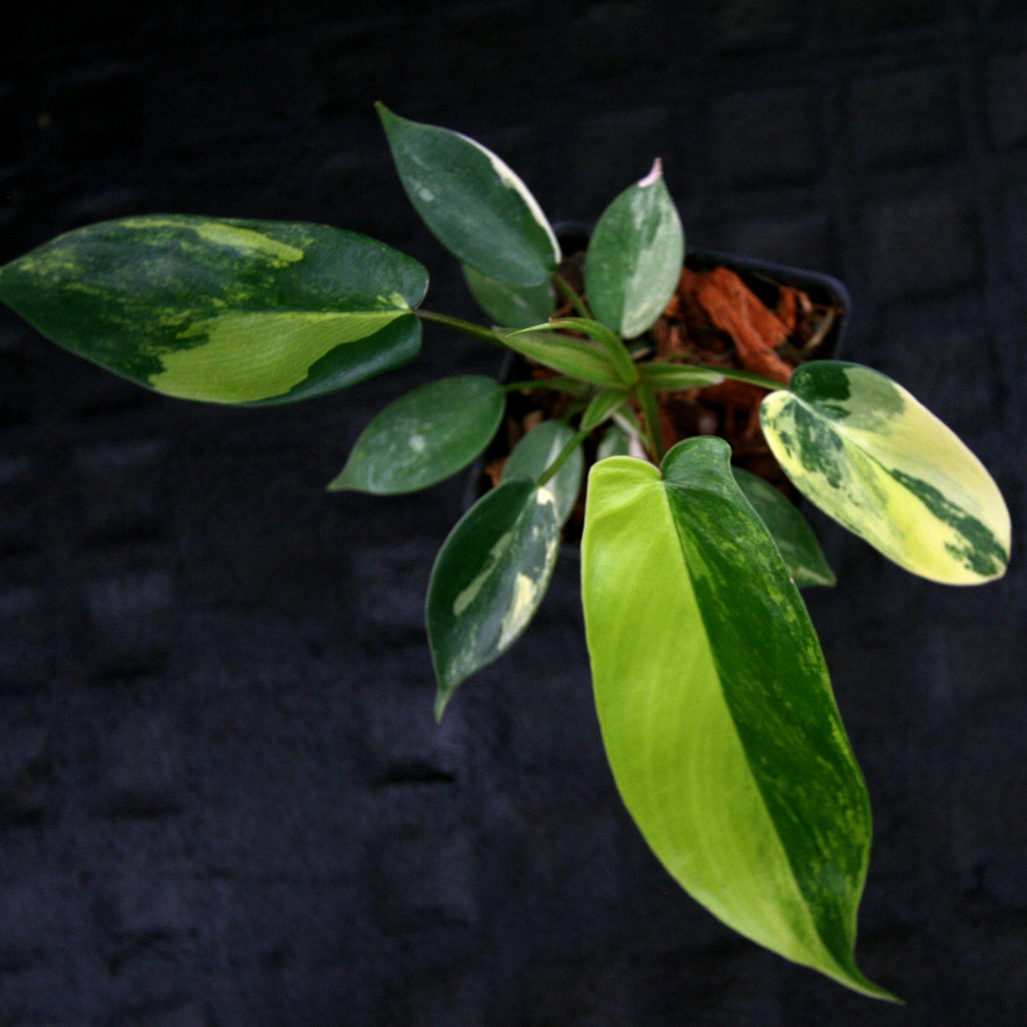 Philodendron 'Florida Beauty' Variegated