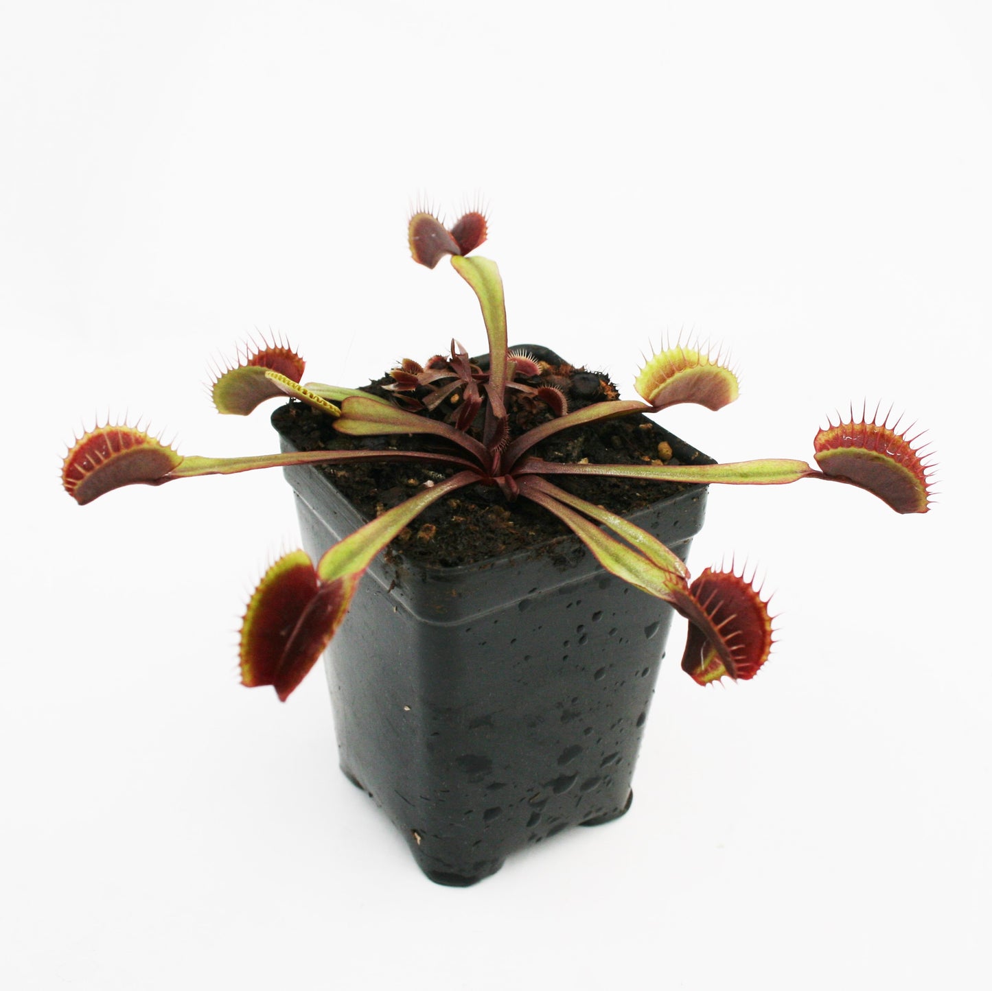 Venus Flytrap