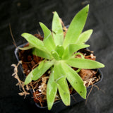 Pinguicula gigantea x (heterophylla x medusina) Butterwort
