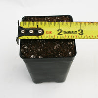 Pot and Soil for Sarracenia/Flytraps/Drosera