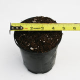Pot and Soil for Sarracenia/Flytraps/Drosera