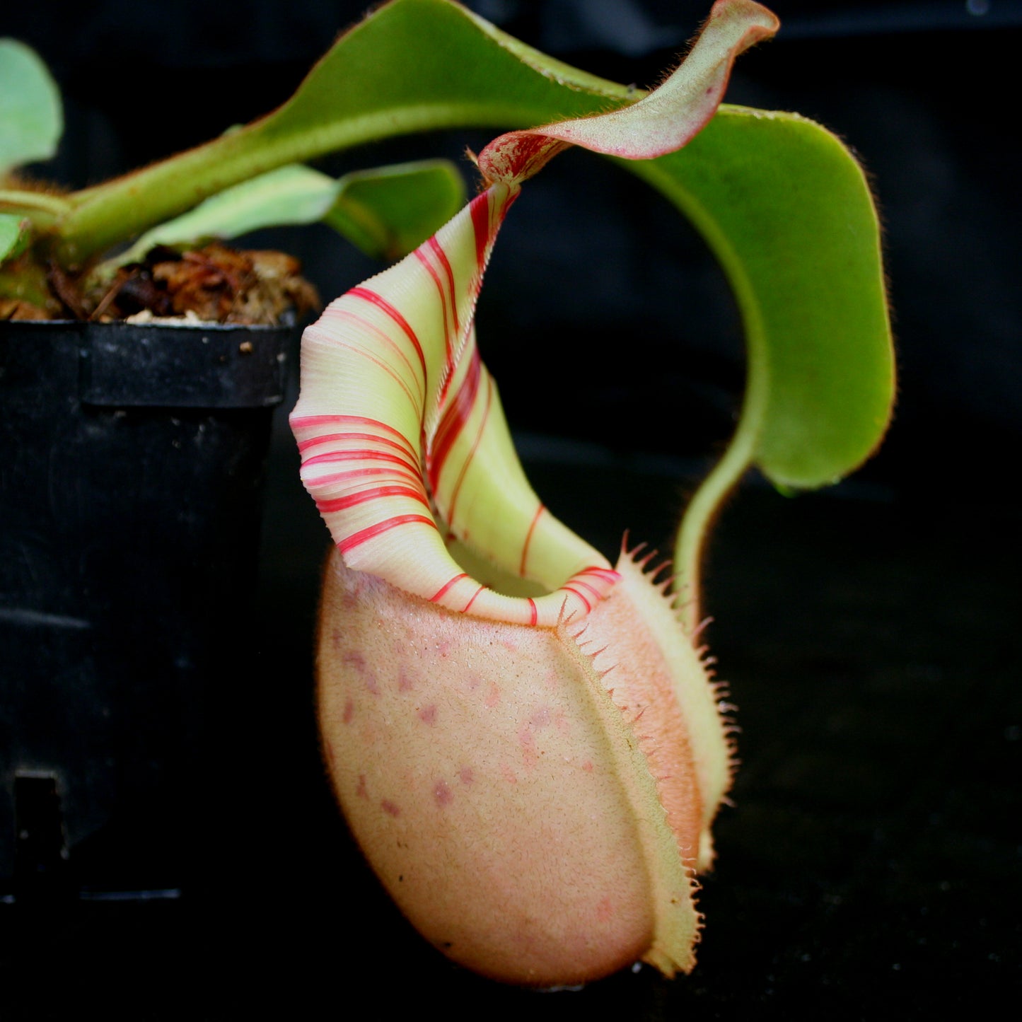 Nepenthes veitchii Bareo, BE-3734 large squat striped peristome pitcher, Pitcher plant, carnivorous plant, collectors plant, large pitchers, rare nepenthes, terrarium plant, easy to grow nepenthes, beginner nepenthes, beginner pitcher plants, nepenthes, veitchii.