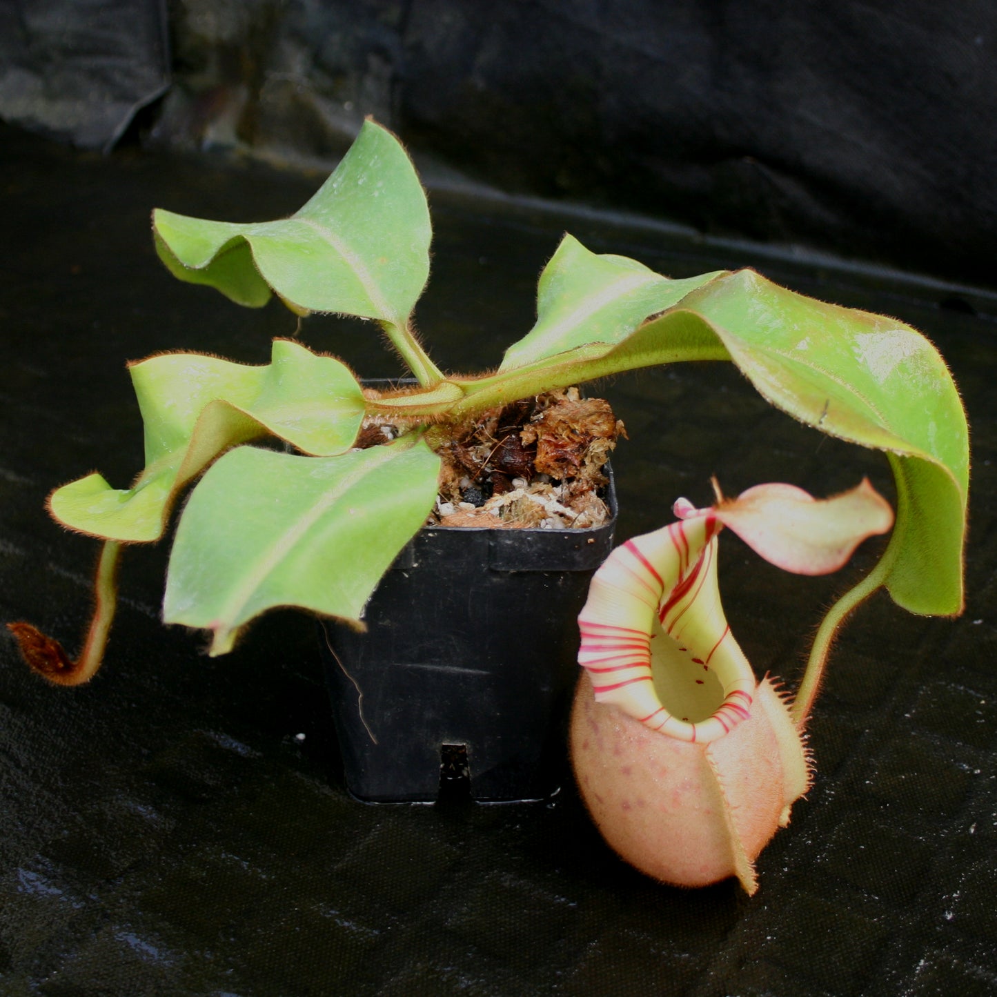 Nepenthes veitchii Bareo, BE-3734 large squat striped peristome pitcher, Pitcher plant, carnivorous plant, collectors plant, large pitchers, rare nepenthes, terrarium plant, easy to grow nepenthes, beginner nepenthes, beginner pitcher plants, nepenthes, veitchii.