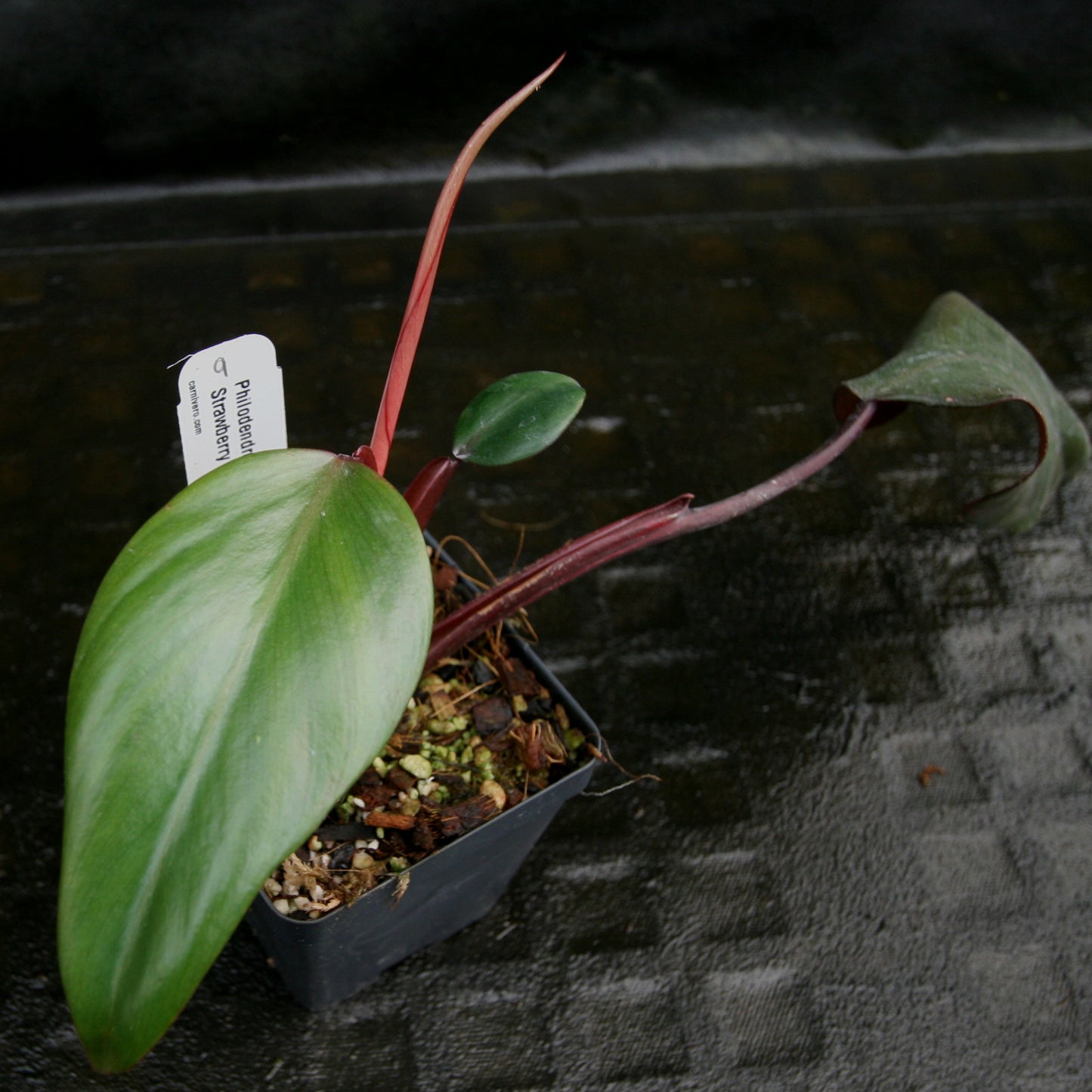 Philodendron Strawberry Shake - Exact Plant