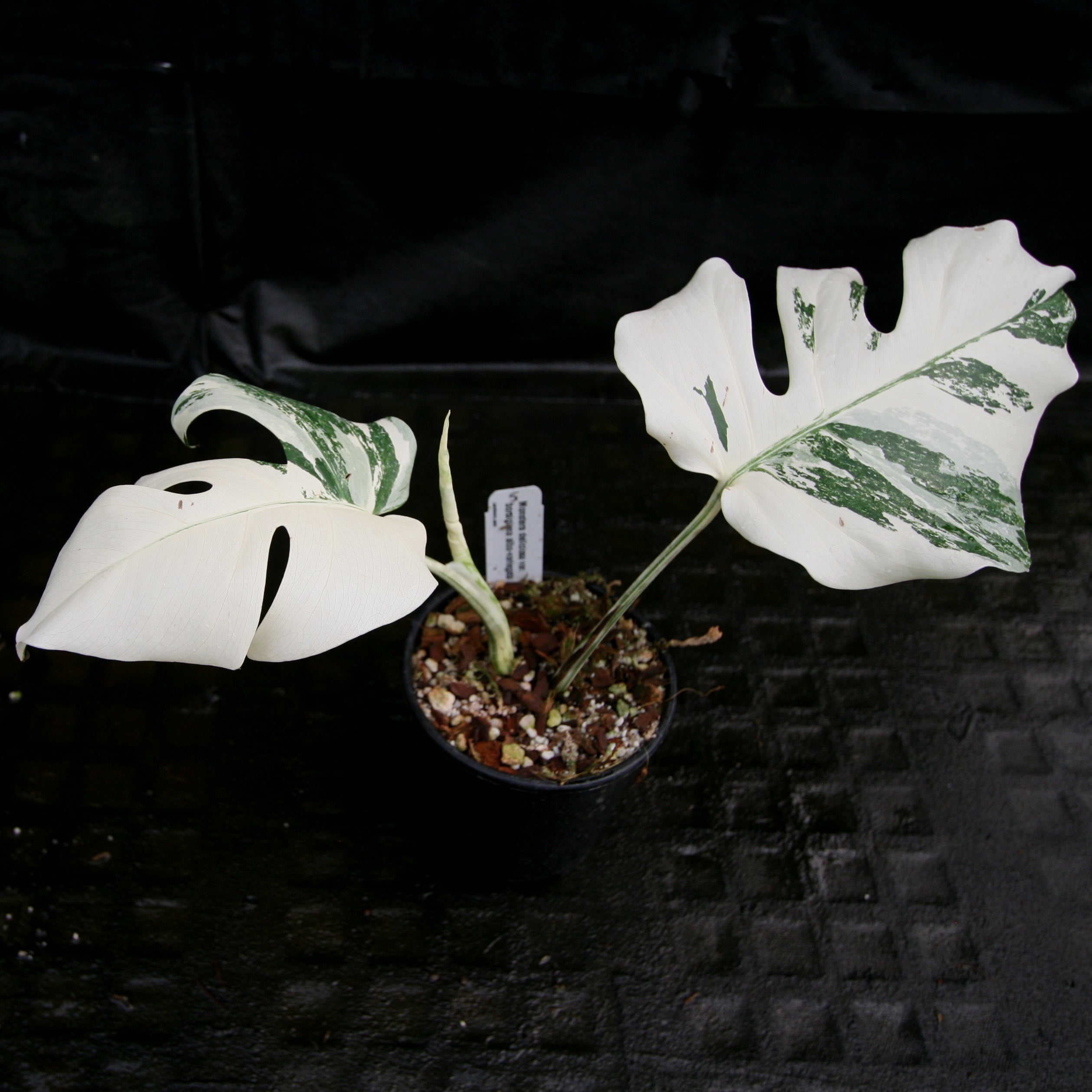 Varigated Monstera Borsigana white tiger（Monstera deliciosa var 