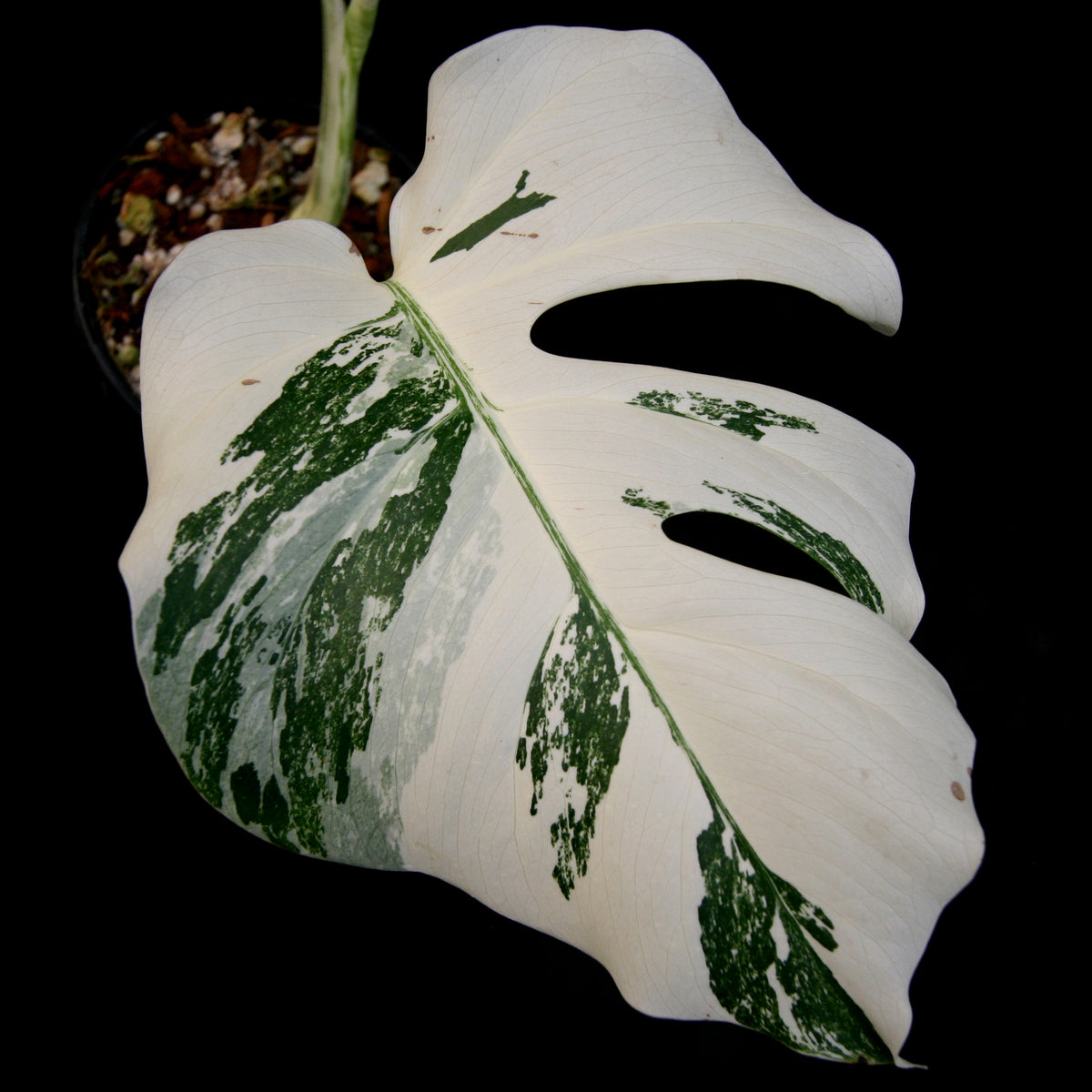 Monstera deliciosa borsigiana 'Albovariegata' - Tropics @Home