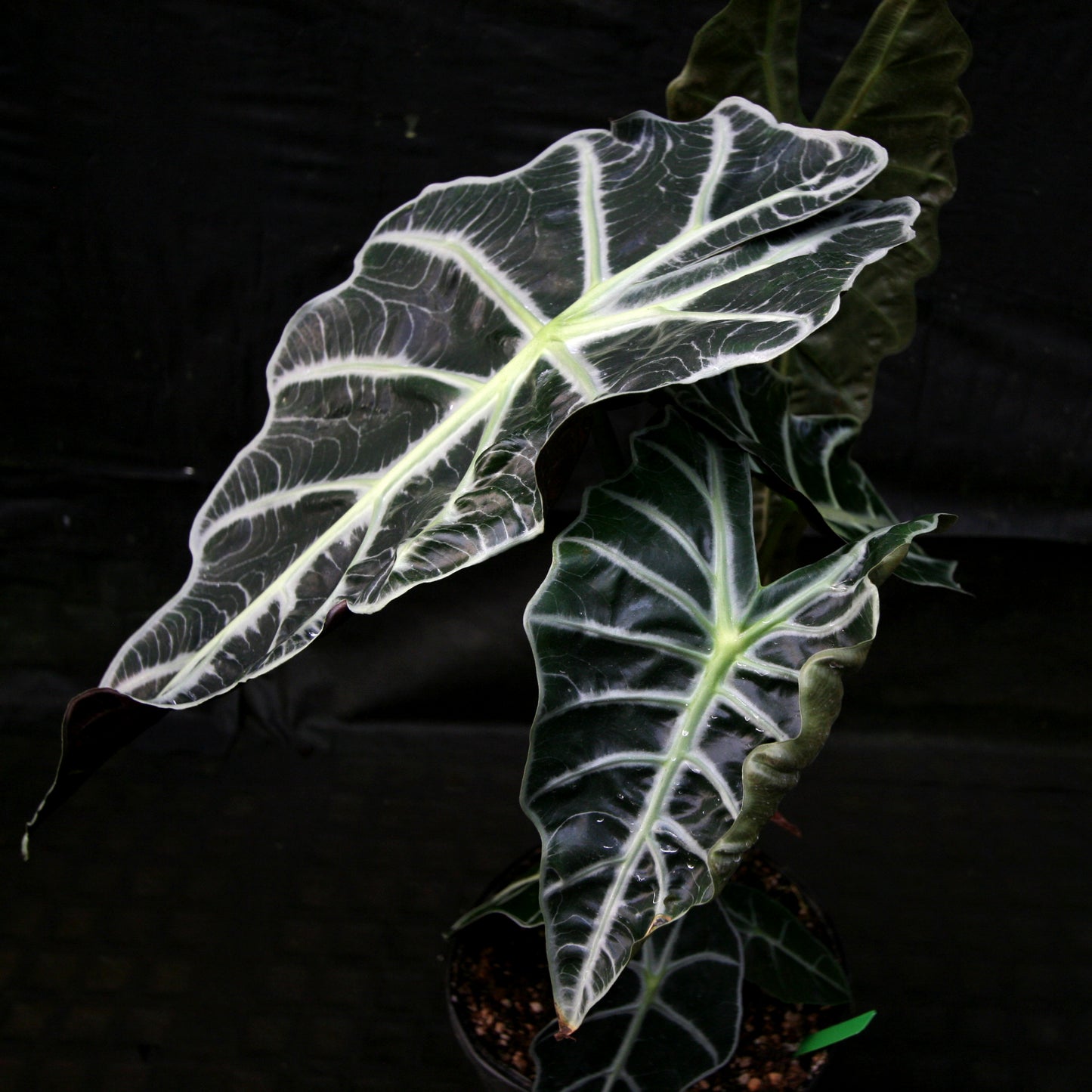 Alocasia 'Mandalay', African Mask plant