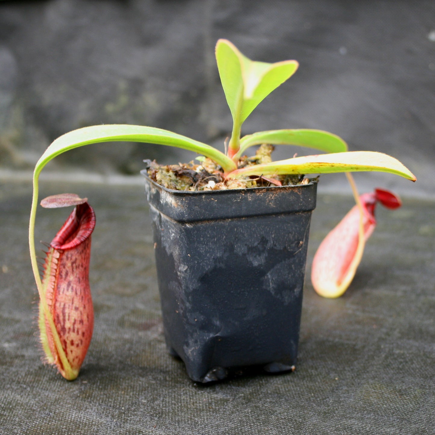 Nepenthes (spathulata x spectabilis)