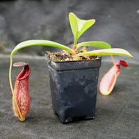 Nepenthes (spathulata x spectabilis) "BE Best" x [(spathulata x aristolochioides) x lowii], CAR-0116, pitcher plant, carnivorous plant, collectors plant, large pitchers, rare plants