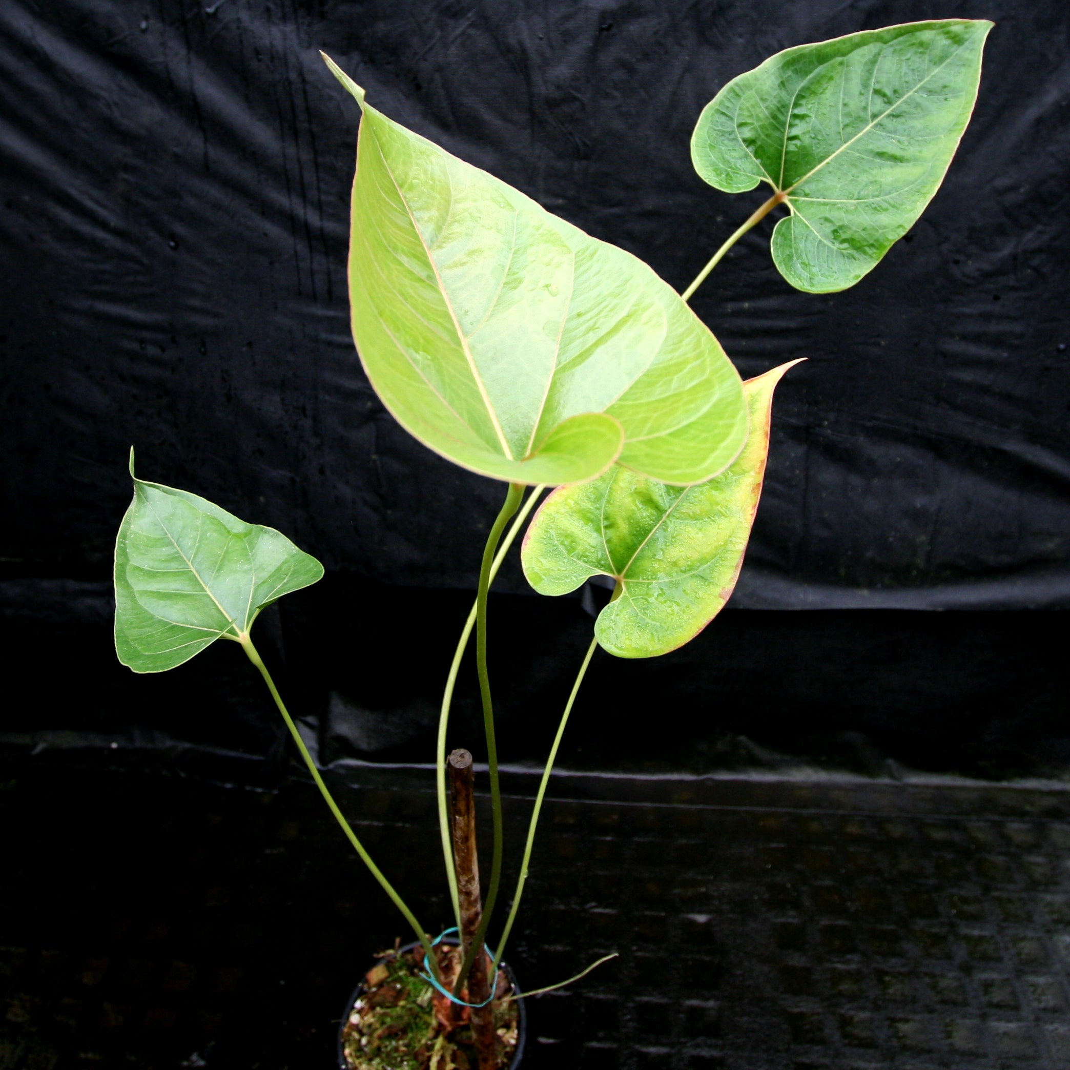 anthurium amazonica Anthurium sp. section polyphillium