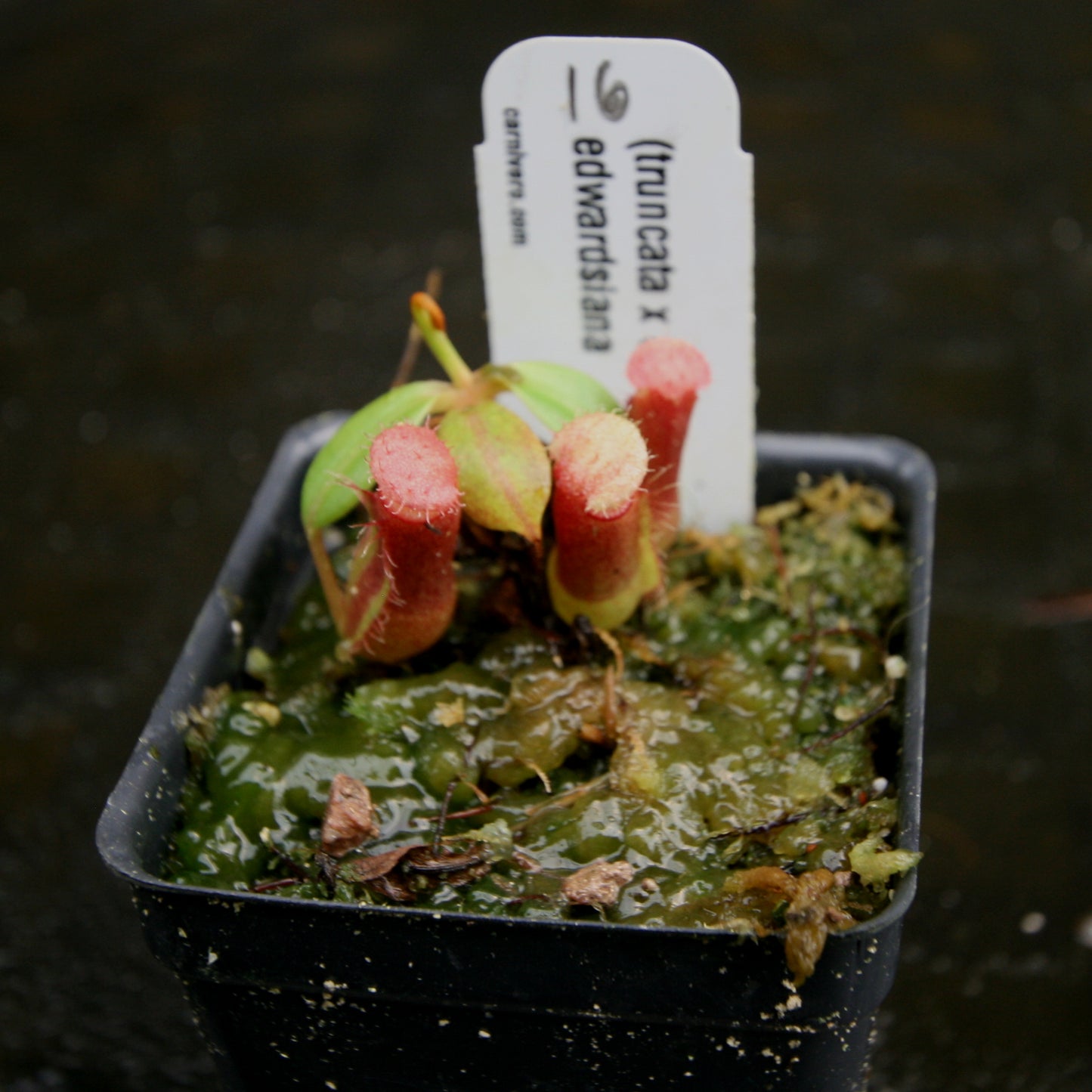 Nepenthes (truncata x campanulata) x edwardsiana, CAR-0170