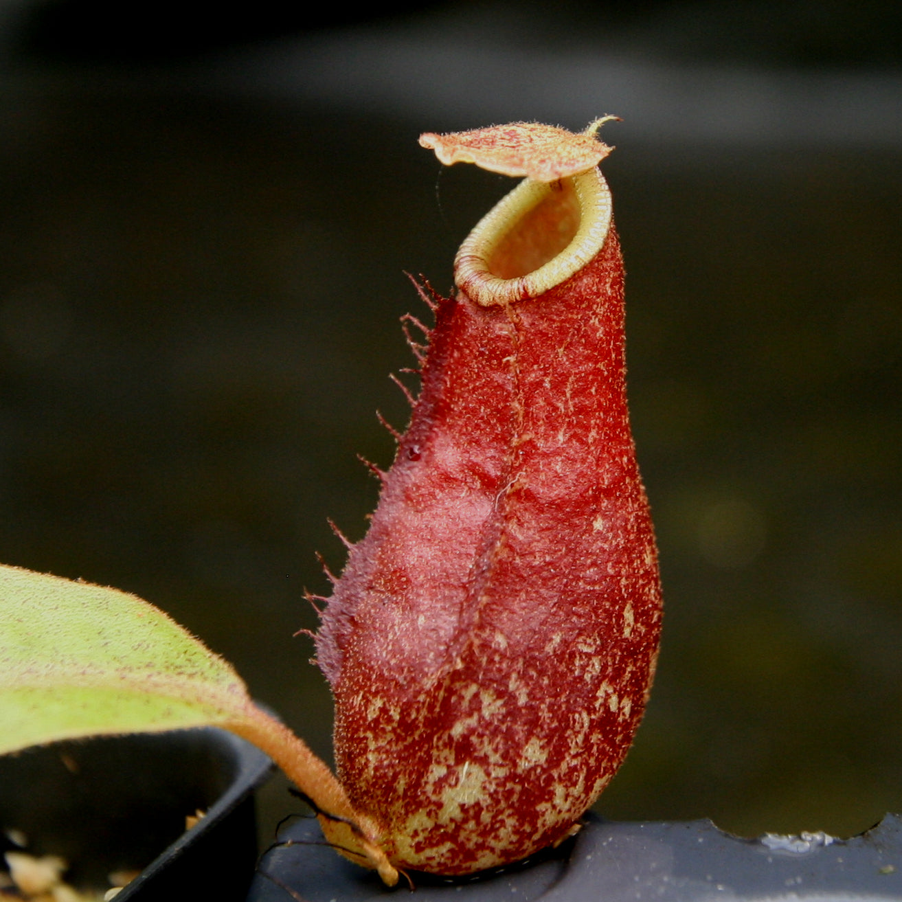 Nepenthes (Viking x rafflesiana) x bicalcarata, CAR-0215 – Carnivero