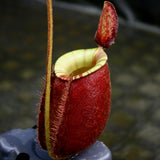 Nepenthes mirabilis var. globosa x ampullaria 'Black Miracle'
