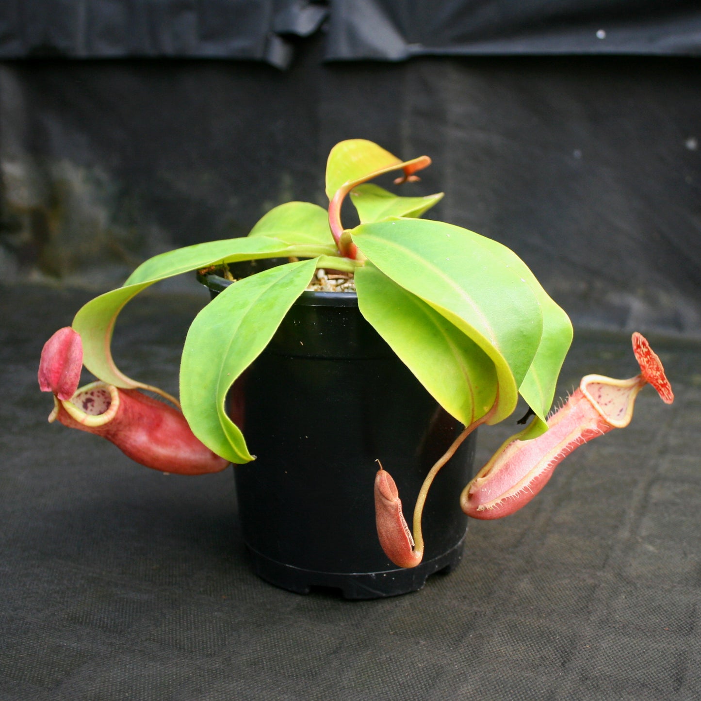 Nepenthes Song of Melancholy, CAR-0129, pitcher plant, carnivorous plant, collectors plant, large pitchers, rare plants