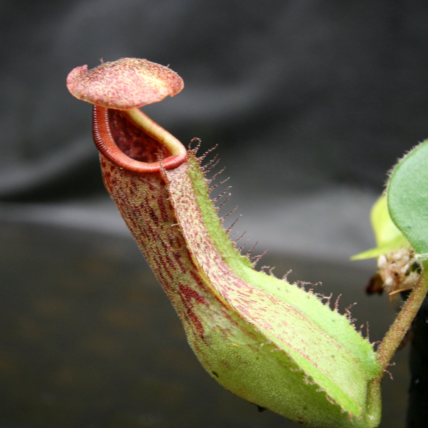 Nepenthes Marpesa x truncata (c), CAR-0204, pitcher plant, carnivorous plant, collectors plant, large pitchers, rare plants
