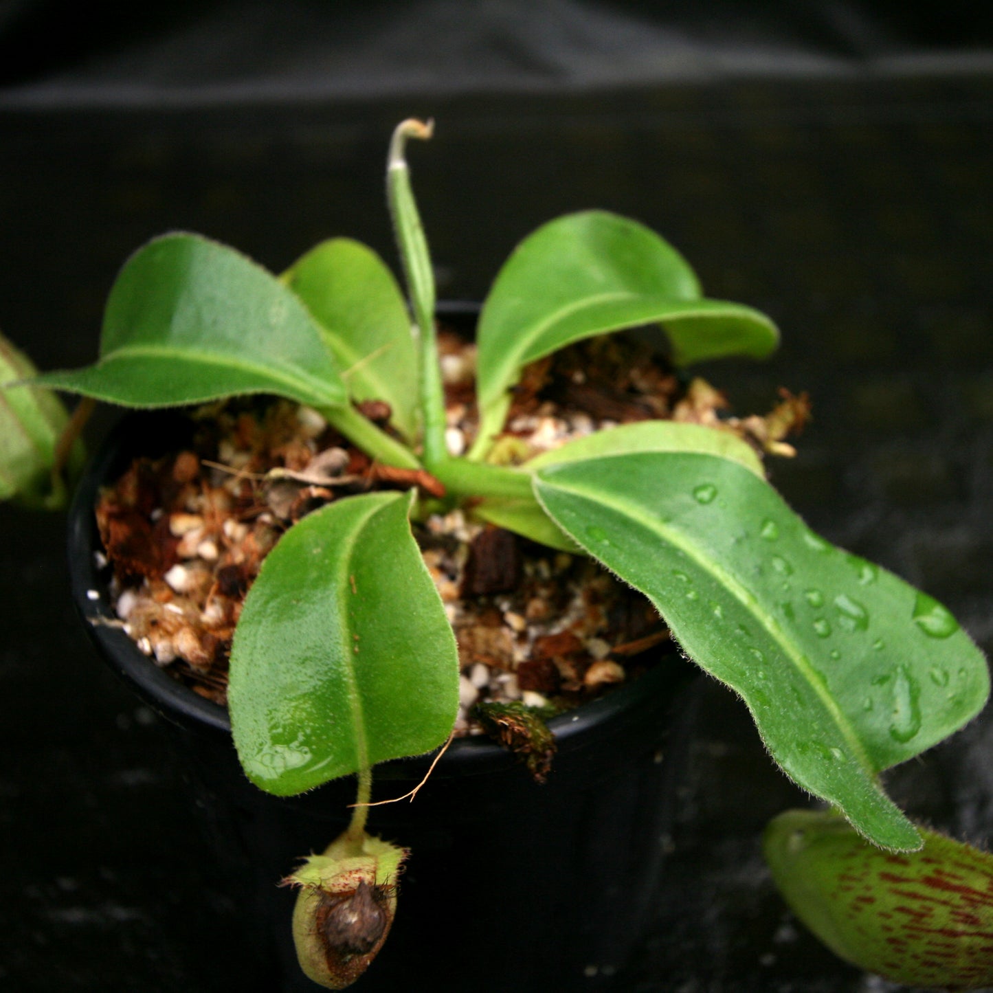Nepenthes Marpesa x truncata (c), CAR-0204, pitcher plant, carnivorous plant, collectors plant, large pitchers, rare plants