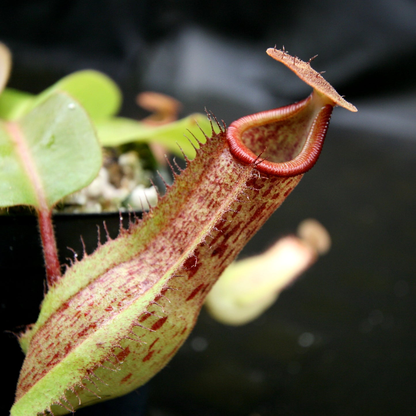 Nepenthes Marpesa x truncata (c), CAR-0204, pitcher plant, carnivorous plant, collectors plant, large pitchers, rare plants