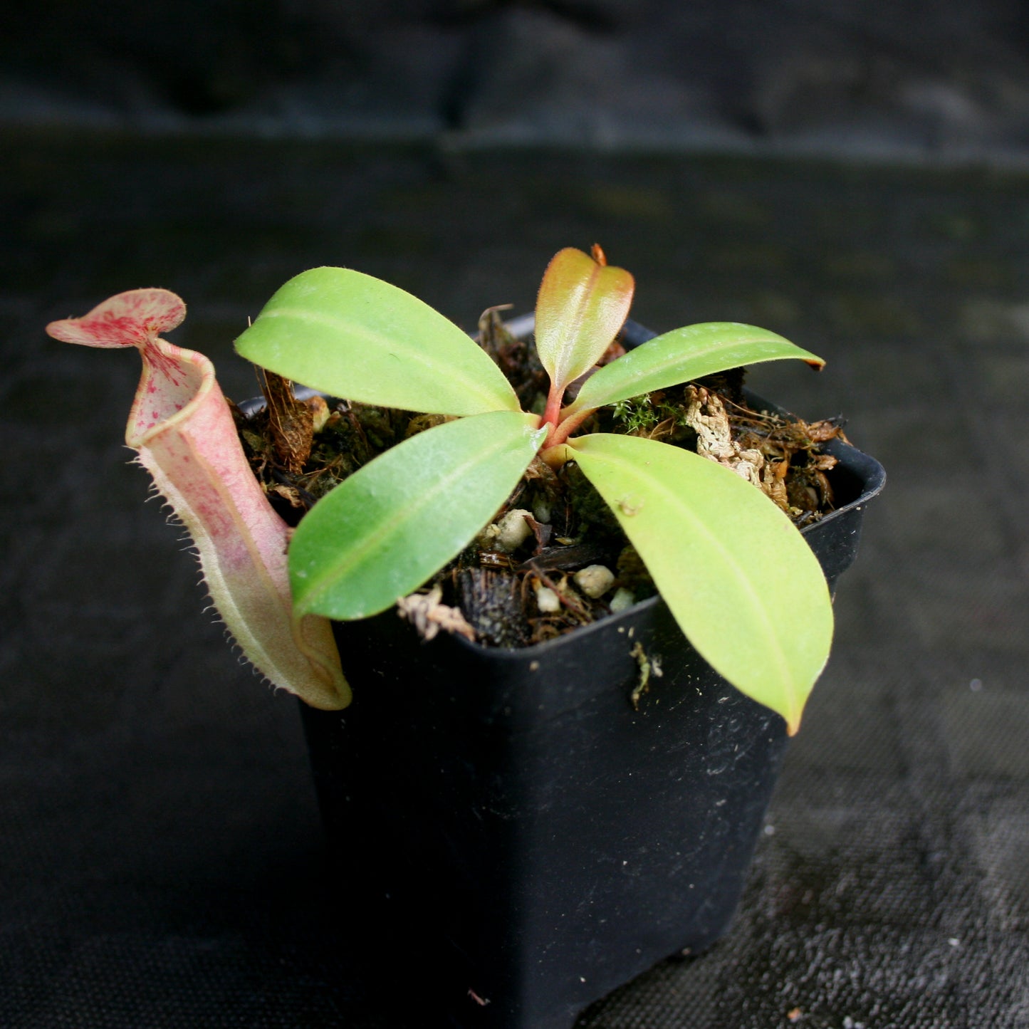 Nepenthes Song of Melancholy, CAR-0129, pitcher plant, carnivorous plant, collectors plant, large pitchers, rare plants