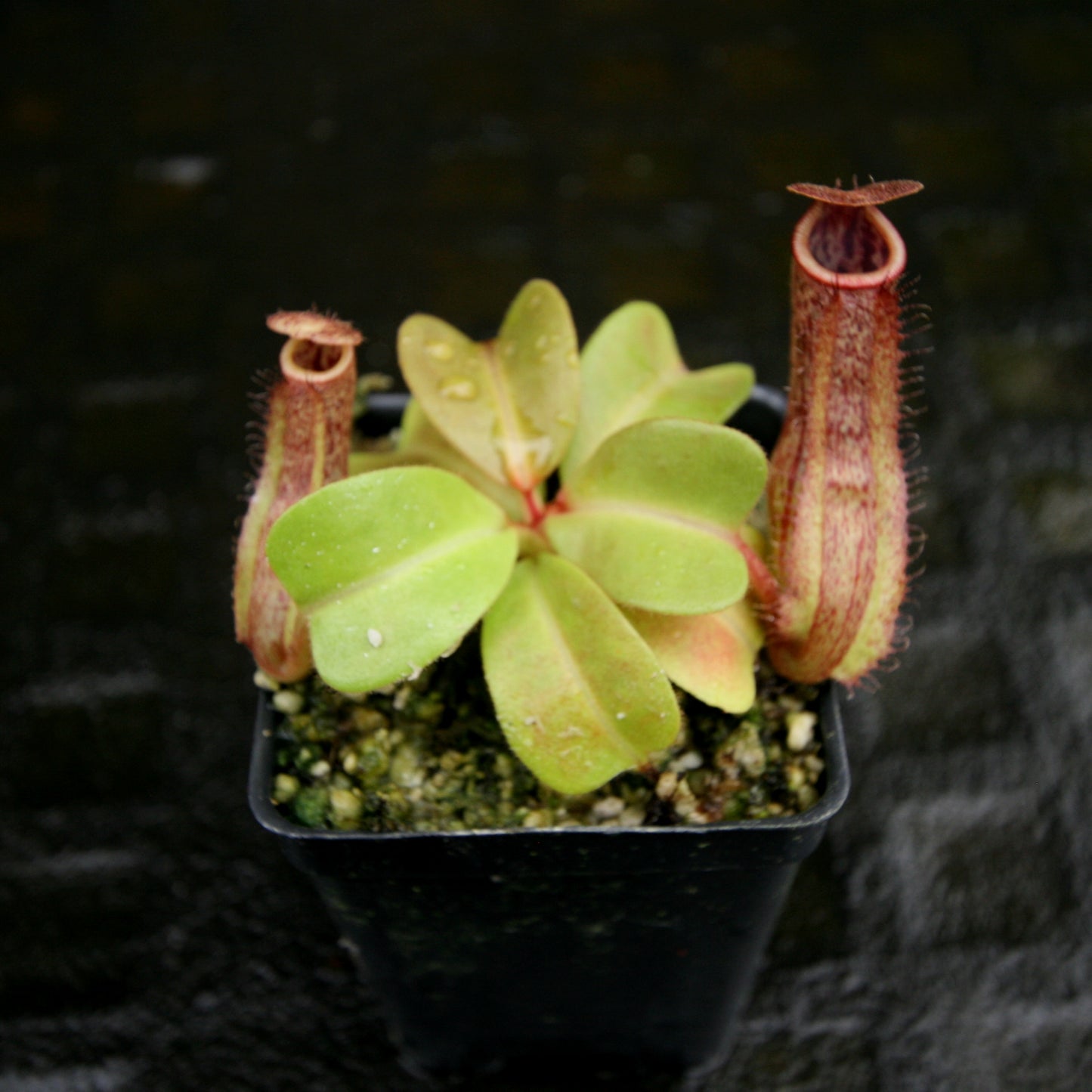 Nepenthes Marpesa x truncata (c), CAR-0204, pitcher plant, carnivorous plant, collectors plant, large pitchers, rare plants