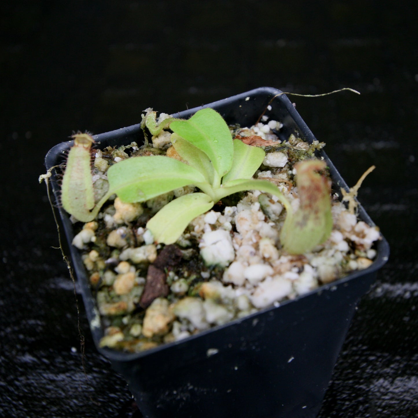 Nepenthes Marpesa x truncata (c), CAR-0204, pitcher plant, carnivorous plant, collectors plant, large pitchers, rare plants