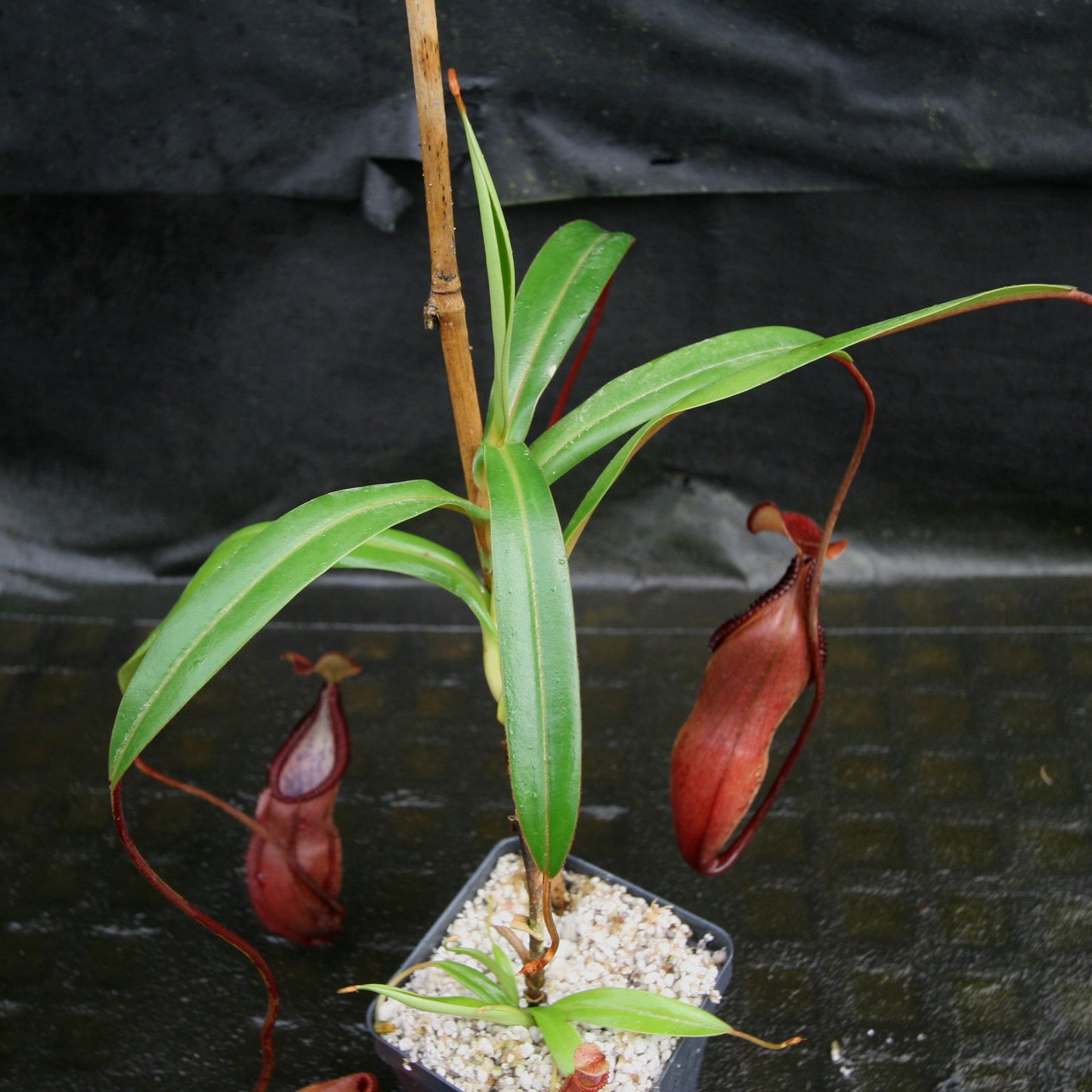 Nepenthes singalana x diabolica, BE-3900