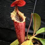 Nepenthes Song of Melancholy, CAR-0129, pitcher plant, carnivorous plant, collectors plant, large pitchers, rare plants 