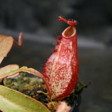 Nepenthes ampullaria (William's Red x Harlequin) x (sibuyanensis x merrilliana), CAR-0219, pitcher plant, carnivorous plant, collectors plant, large pitchers, rare plants