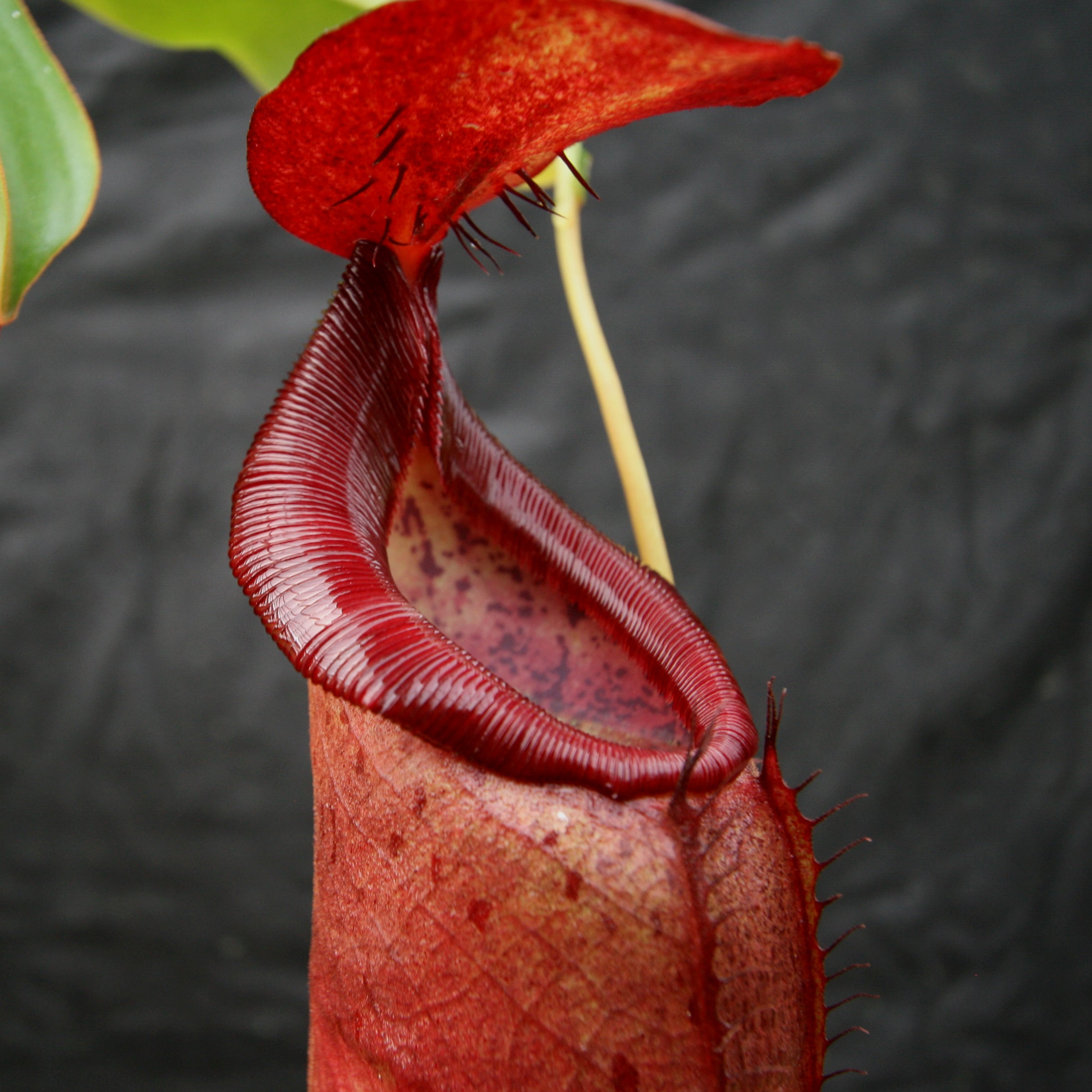 Nepenthes adrianii x [lowii x (northiana x veitchii)], CAR-0002