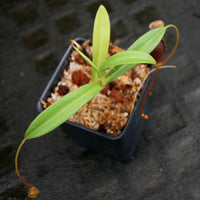 Nepenthes singalana x aristolochioides, BE-4092, pitcher plant, carnivorous plant, collectors plant, large pitchers, rare plants