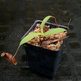 Nepenthes singalana x aristolochioides, BE-4092, pitcher plant, carnivorous plant, collectors plant, large pitchers, rare plants
