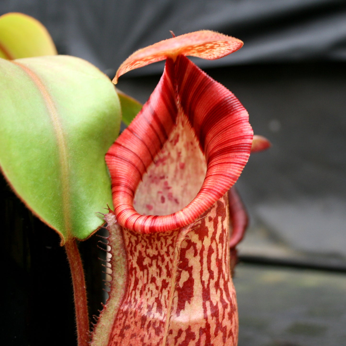 Nepenthes (spathulata x spectabilis)