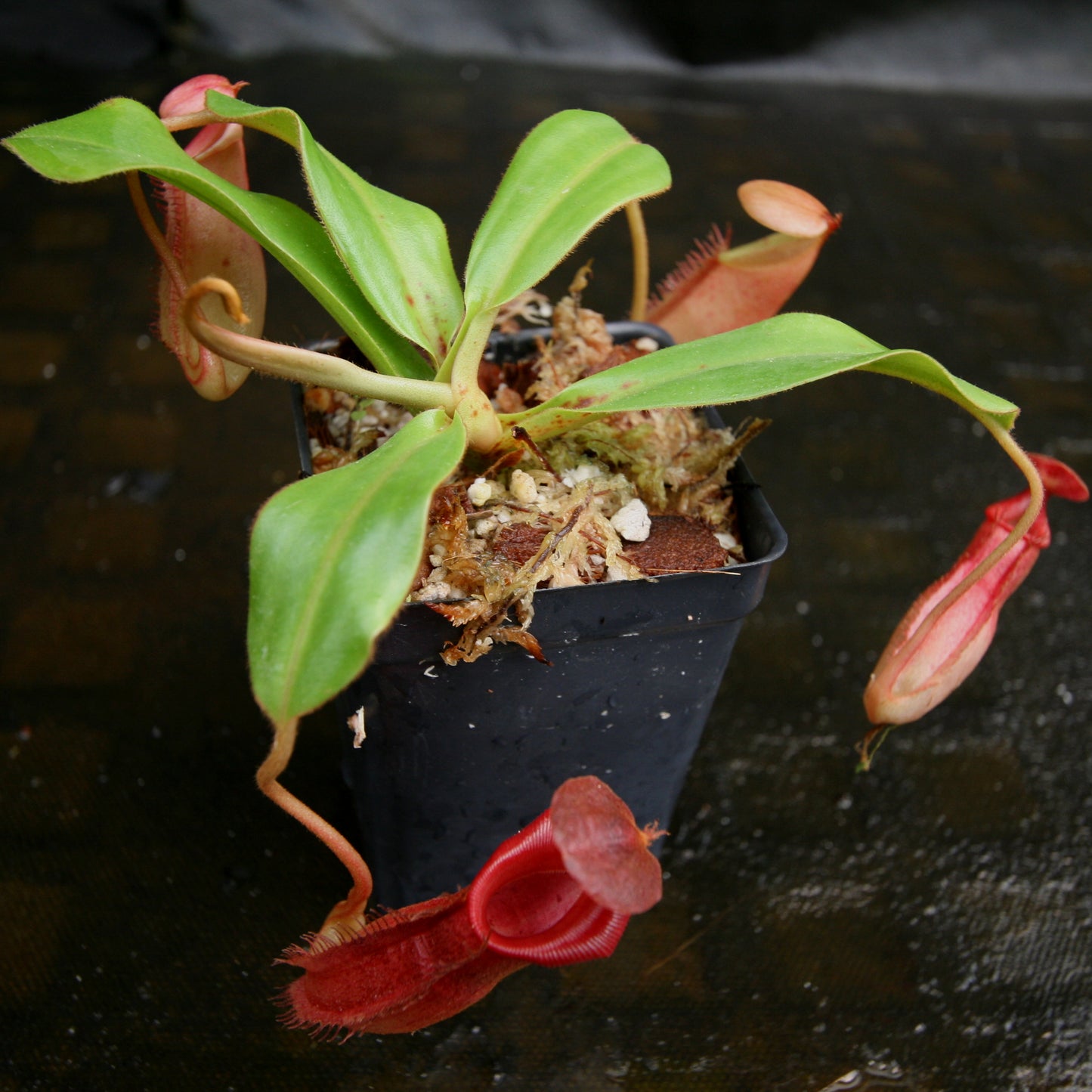 Nepenthes veitchii