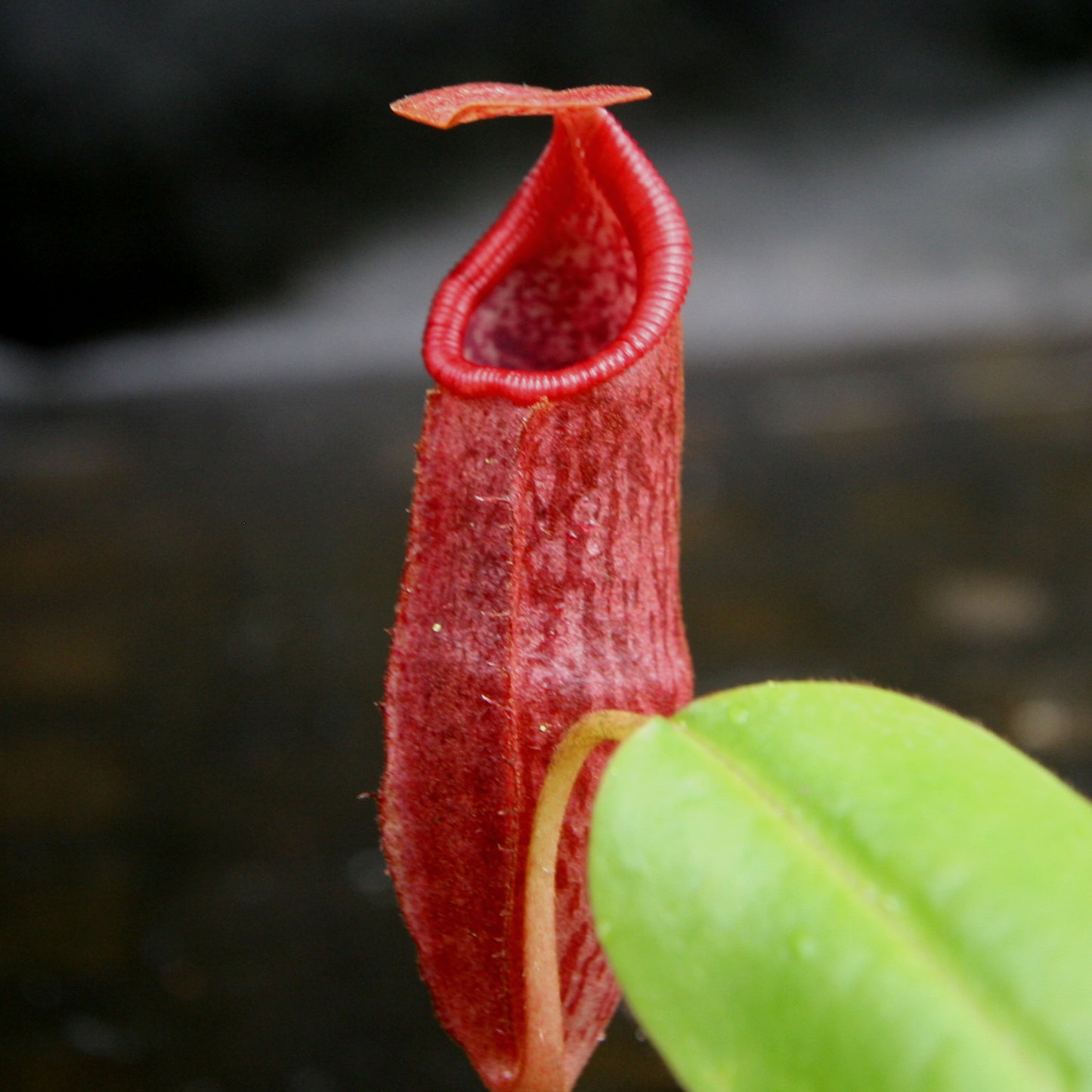 Nepenthes densiflora x veitchii, BE-4037
