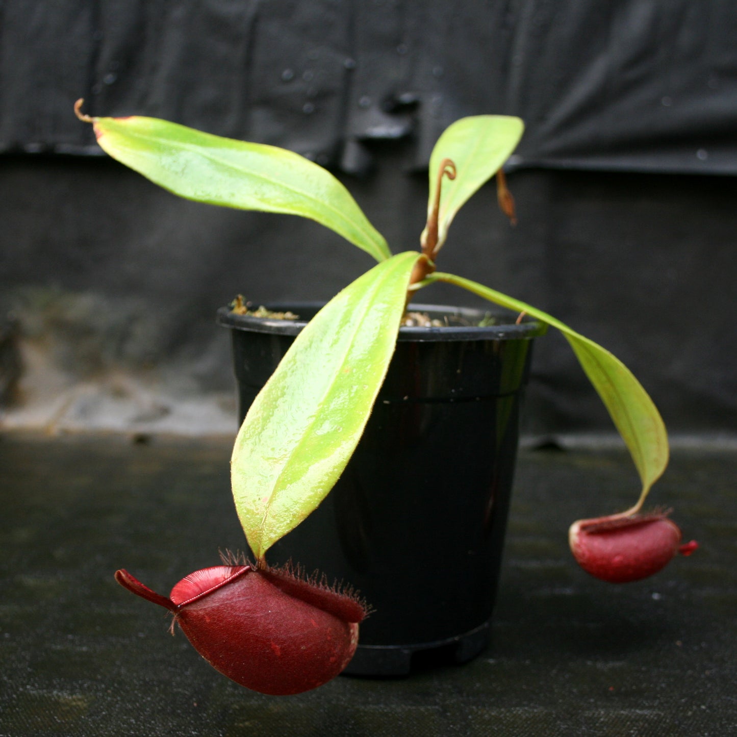 Nepenthes ampullaria (Red XC x 'Black Miracle'), CAR-0773