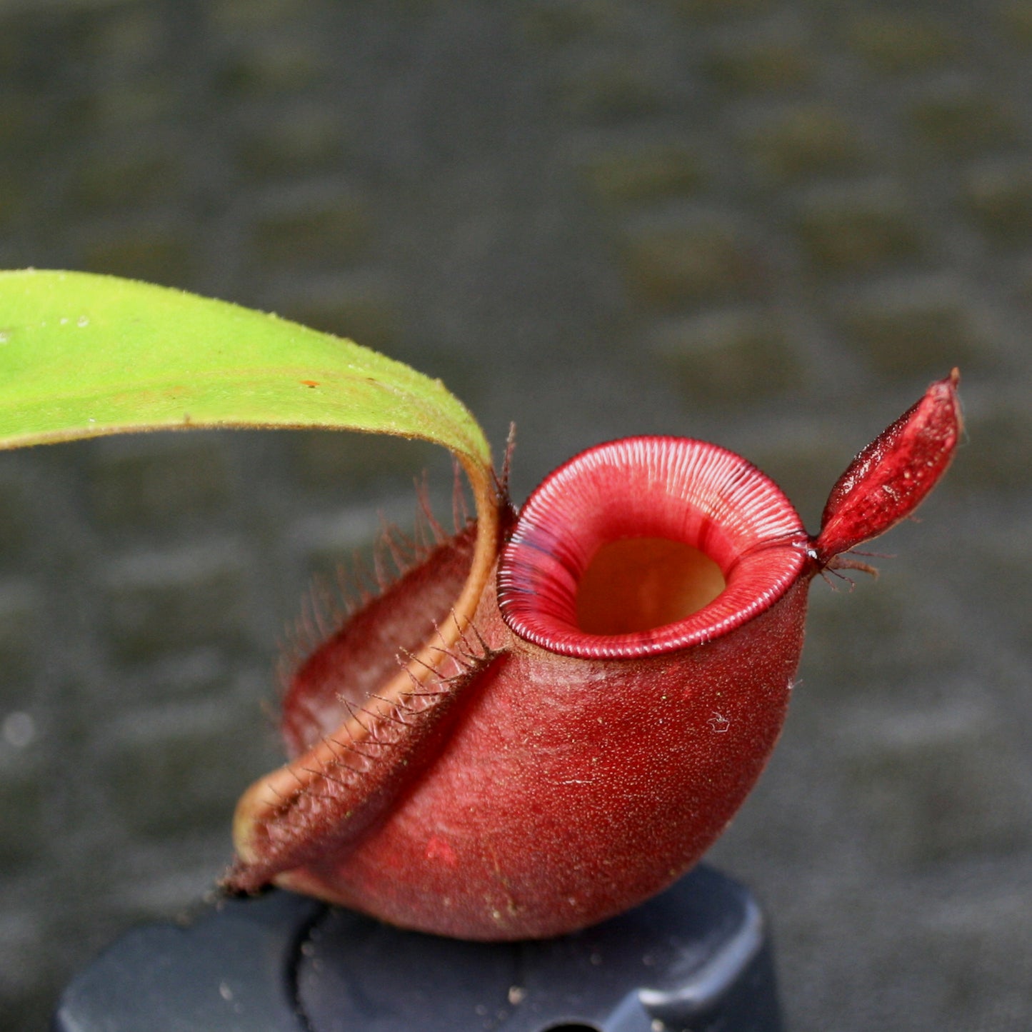 Nepenthes ampullaria (Red XC x 'Black Miracle'), CAR-0773
