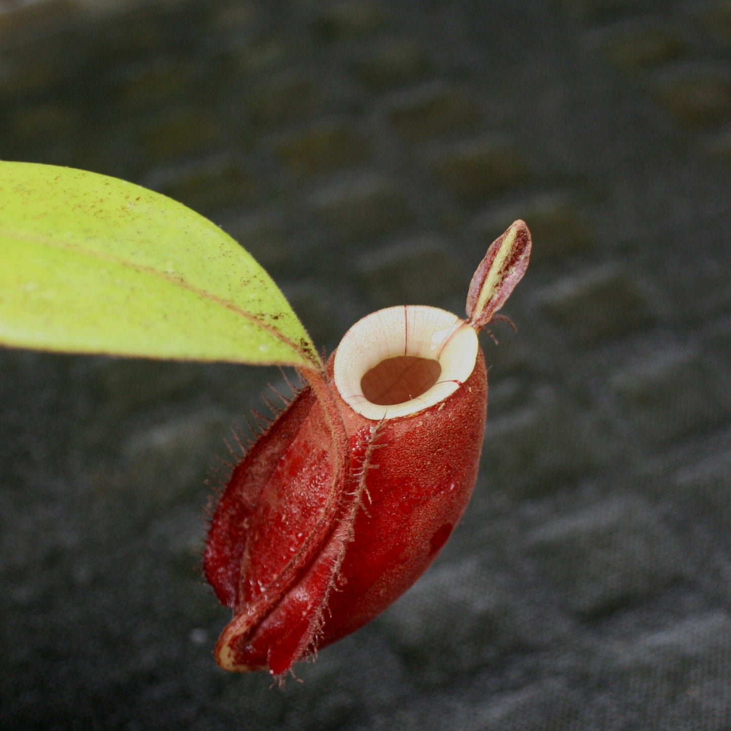 Nepenthes ampullaria (Red XC x 'Black Miracle'), CAR-0773