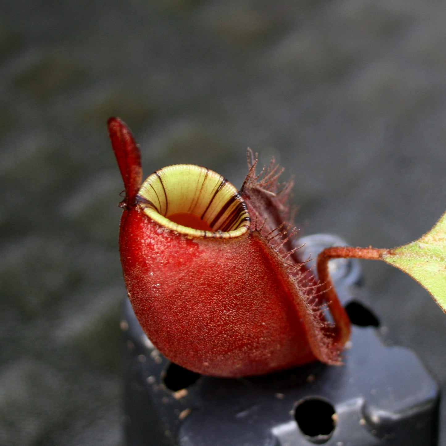 Nepenthes ampullaria (Red XC x 'Black Miracle'), CAR-0773