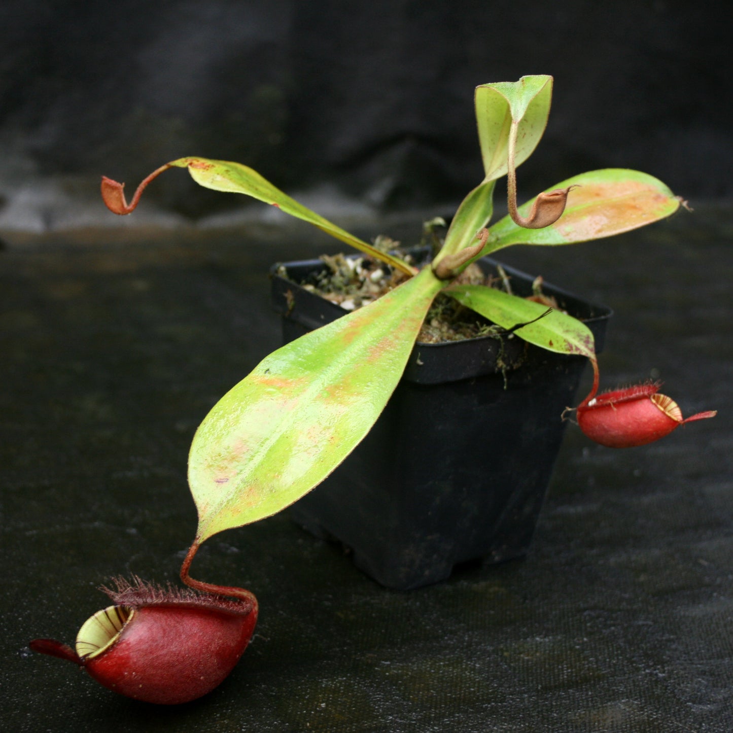 Nepenthes ampullaria (Red XC x 'Black Miracle'), CAR-0773
