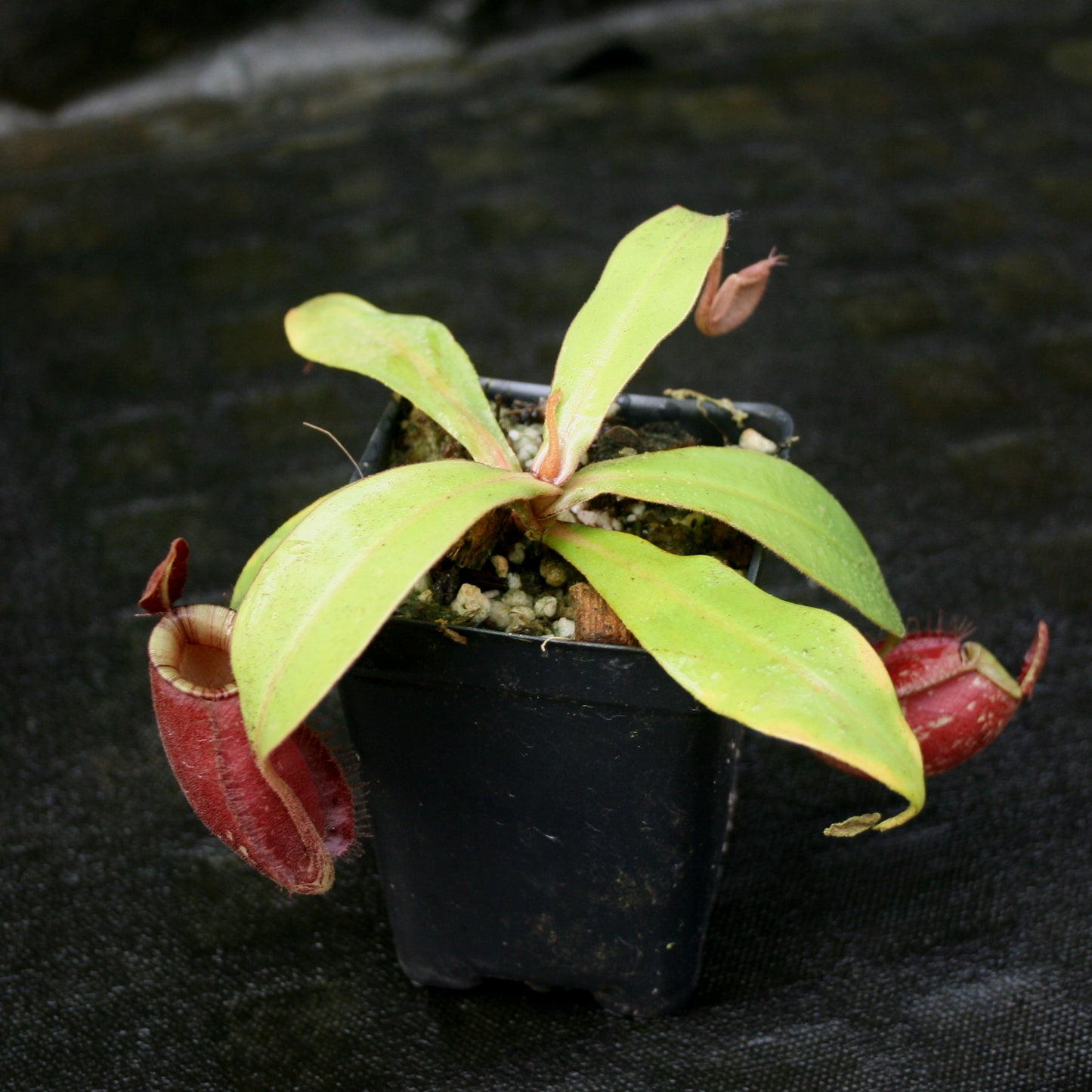 Nepenthes ampullaria (Red XC x 'Black Miracle'), CAR-0773