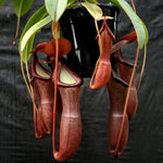 Nepenthes ventricosa x (izumiae x remispina), CAR-0139, pitcher plant, carnivorous plant, collectors plant, large pitchers, rare plants 