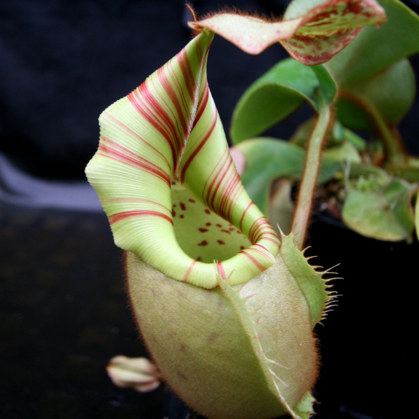Nepenthes veitchii Bareo, BE-3734 large squat striped peristome pitcher, Pitcher plant, carnivorous plant, collectors plant, large pitchers, rare nepenthes, terrarium plant, easy to grow nepenthes, beginner nepenthes, beginner pitcher plants, nepenthes, veitchii.