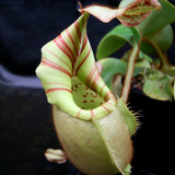  Nepenthes veitchii Bareo, BE-3734 large squat striped peristome pitcher, Pitcher plant, carnivorous plant, collectors plant, large pitchers, rare nepenthes, terrarium plant, easy to grow nepenthes, beginner nepenthes, beginner pitcher plants, nepenthes, veitchii.  