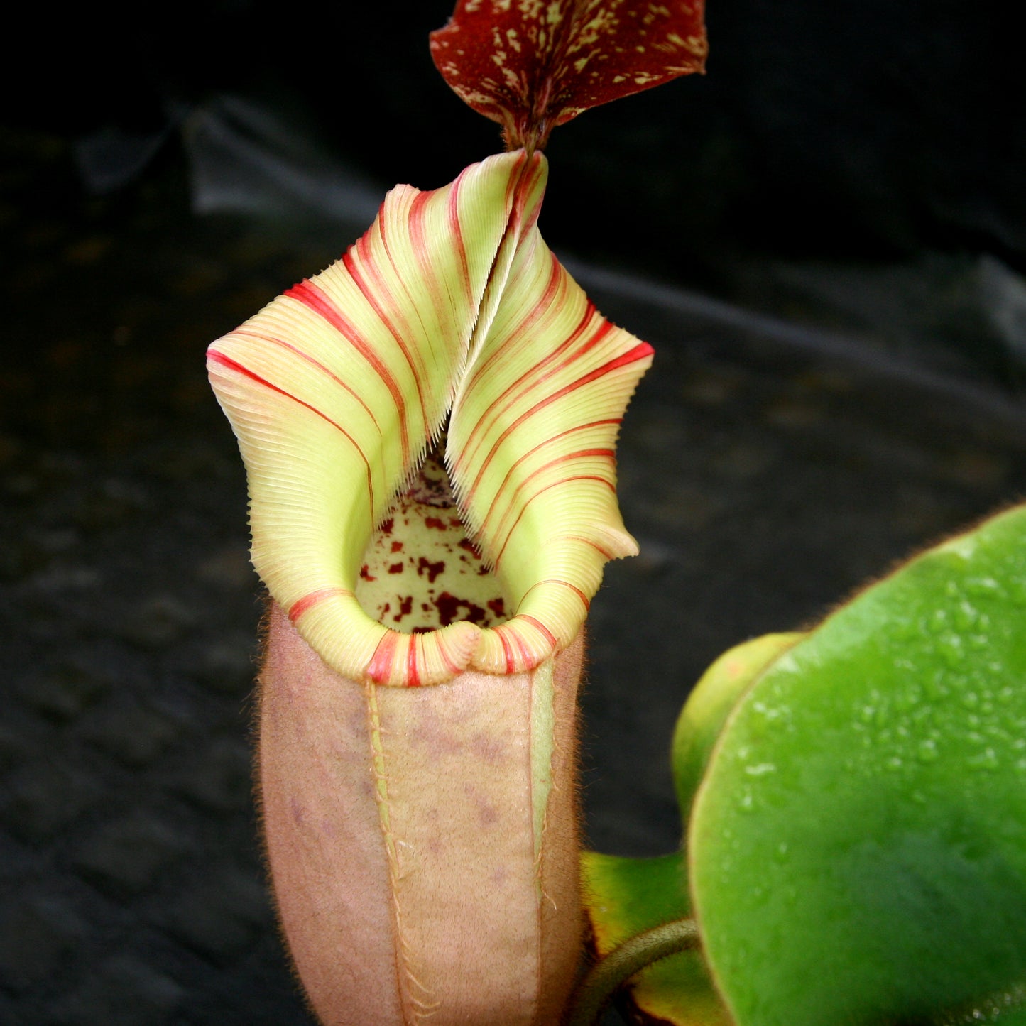 Nepenthes veitchii (#5 x