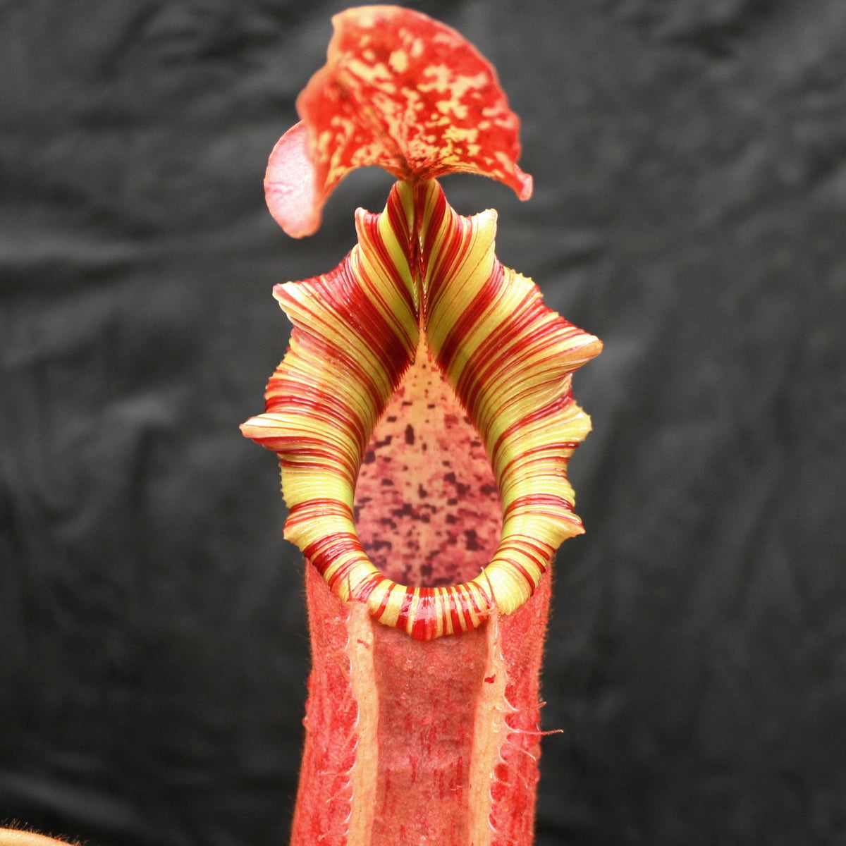 Nepenthes Song of Melancholy x veitchii "Pink Candy Cane", CAR0046