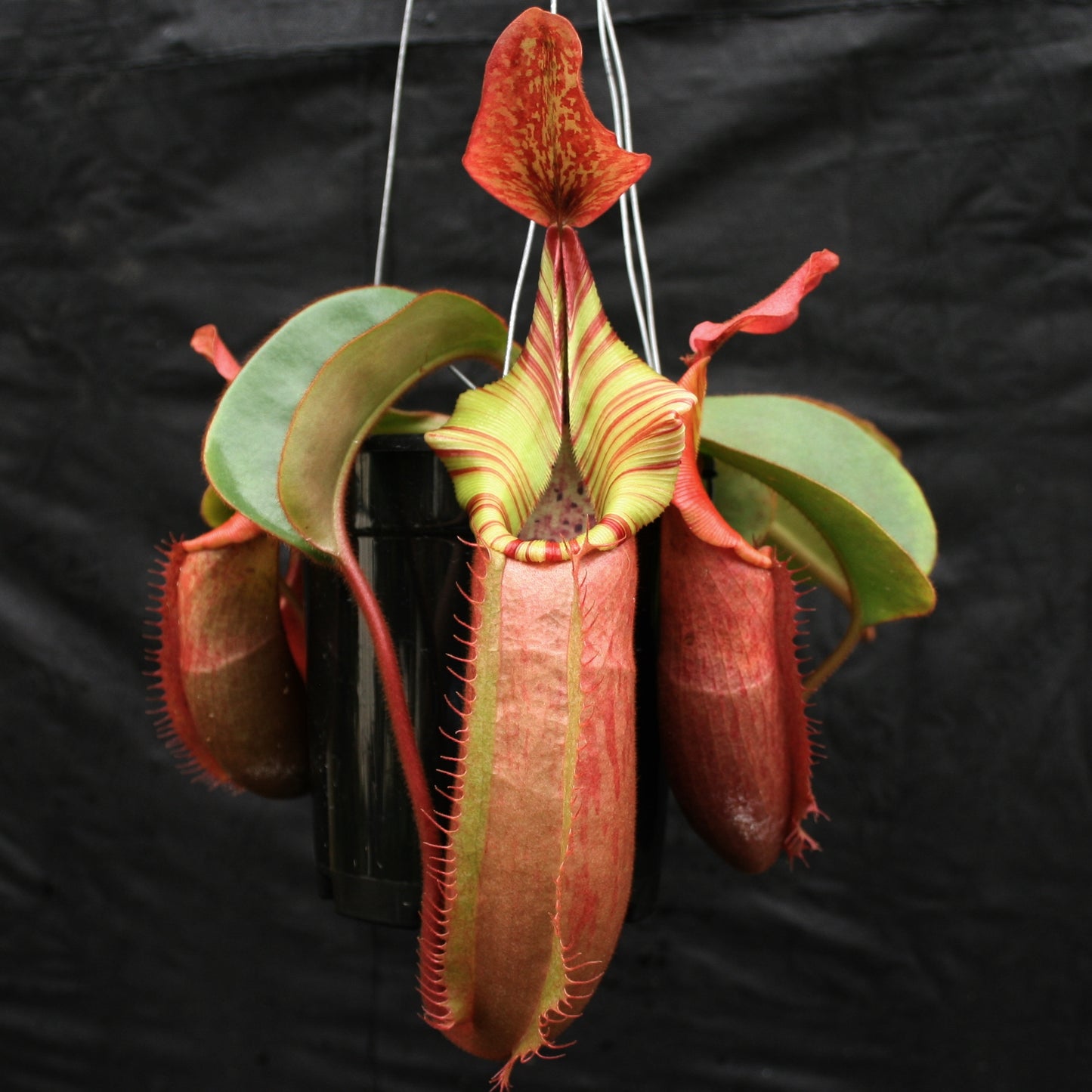 Nepenthes Song of Melancholy x veitchii